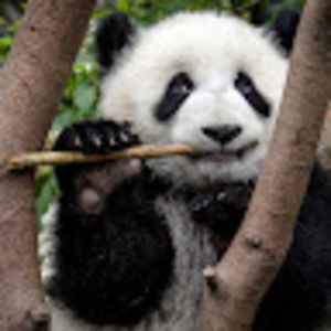 Meet your Posher, Sebastian